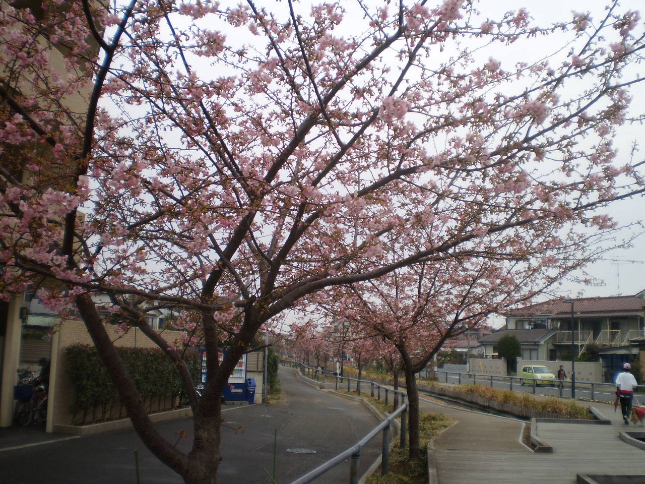 河津桜_b0101293_7433412.jpg