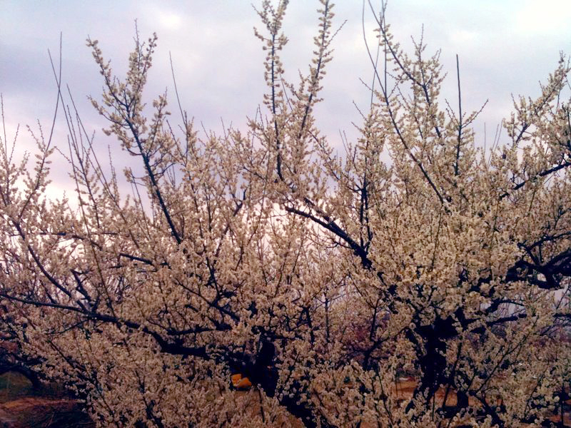 e0034994_1364959.jpg