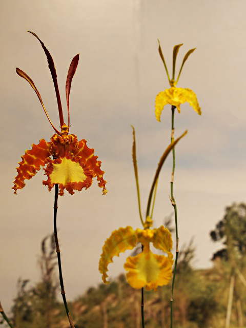 e0039703_23113100.jpg