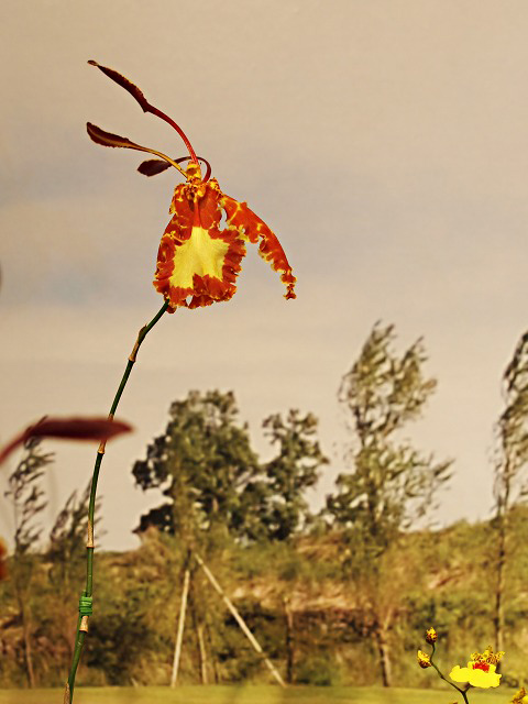 e0039703_2312958.jpg