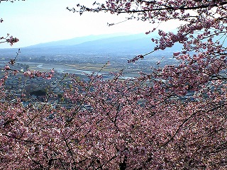 春一番と河津桜_d0180506_5212212.jpg