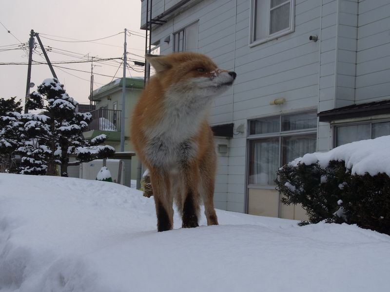 都会のキツネ_c0025115_22121675.jpg