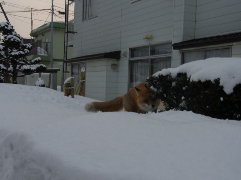 都会のキツネ_c0025115_22122110.jpg