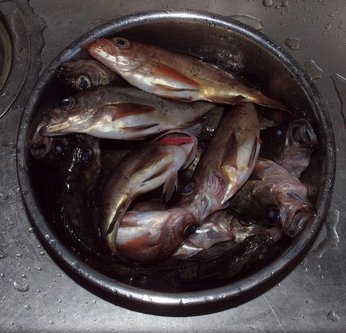 今日の夫の釣果_c0116915_2151142.jpg