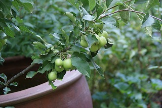 f0170524_8571166.jpg