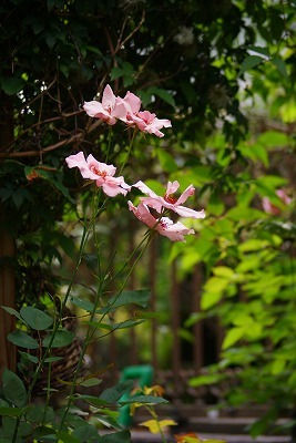 f0170524_8572916.jpg