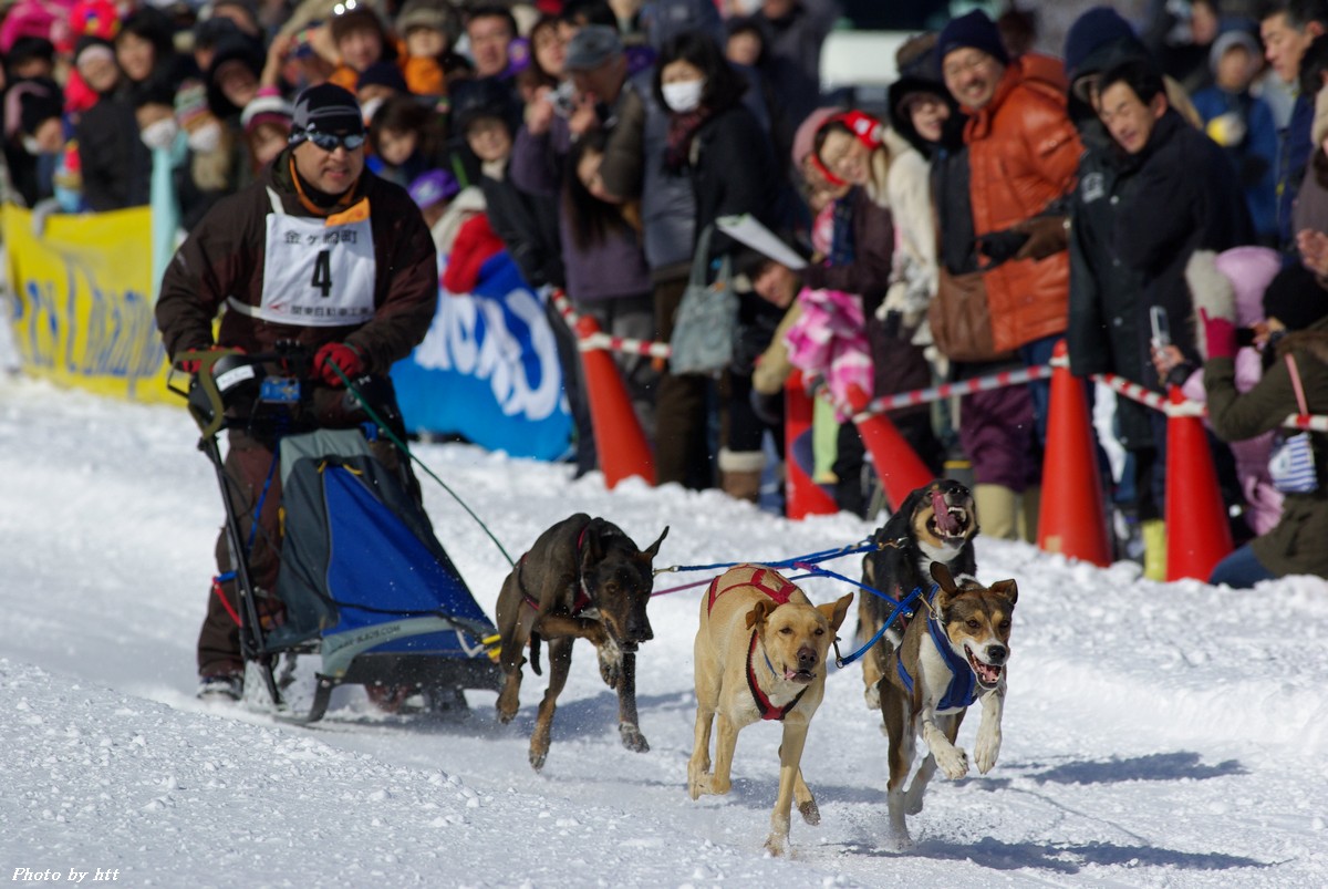 全国犬ぞりフェスティバルin金ヶ崎 犬ぞり競技写真 Htt Sフィールド
