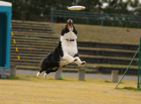 香川ツアー・犬遊び編2_e0138031_6381757.jpg