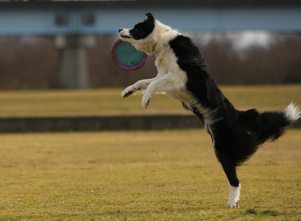 香川ツアー・犬遊び編2_e0138031_6383724.jpg