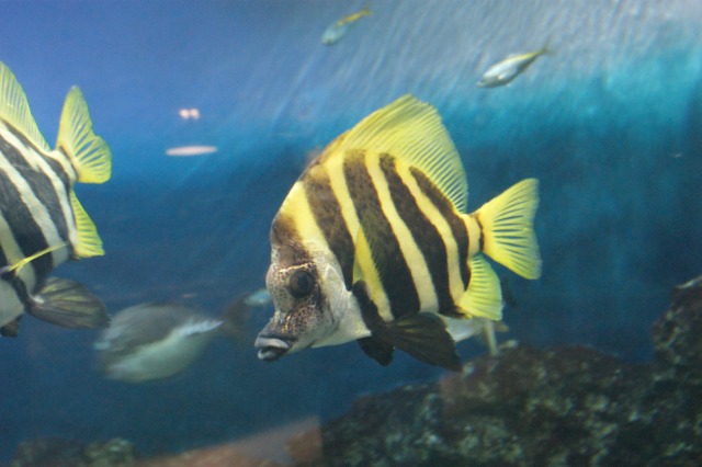 カラフルな魚たち（２）☆葛西臨海水族園_a0122932_2152166.jpg