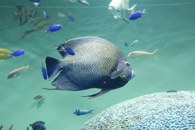 カラフルな魚たち（２）☆葛西臨海水族園_a0122932_218312.jpg