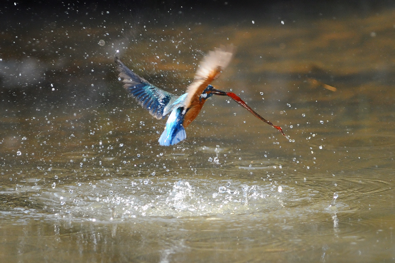 野鳥撮影会_f0055257_22195944.jpg