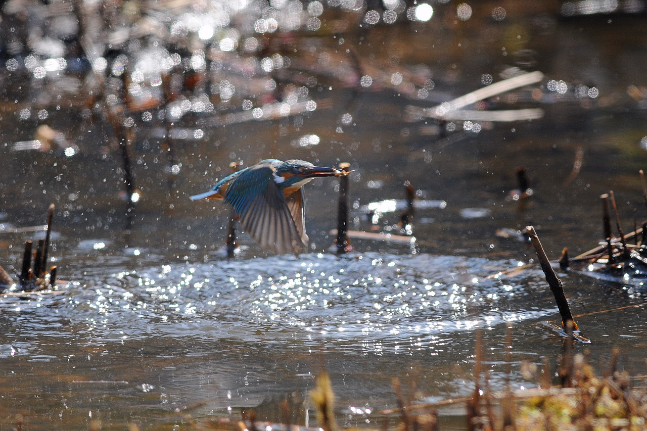 野鳥撮影会_f0055257_22212341.jpg