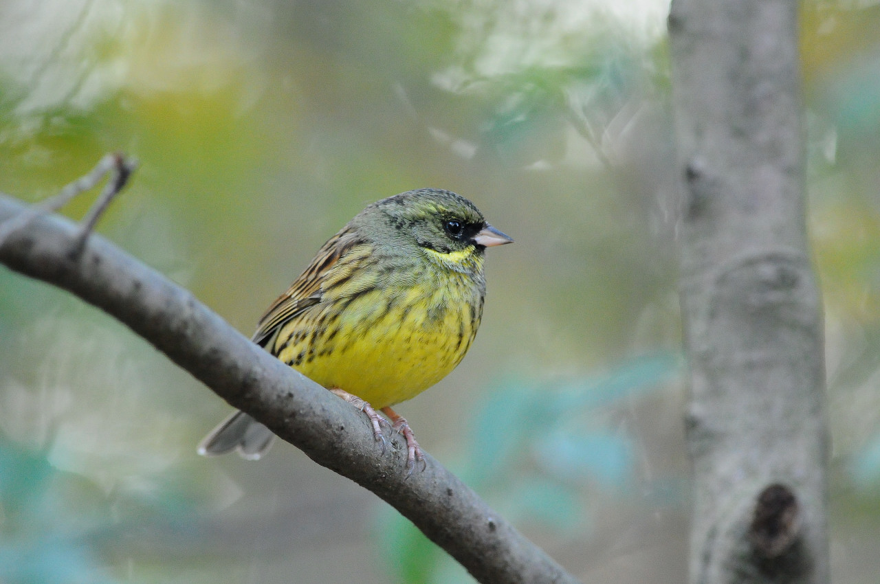 野鳥撮影会_f0055257_22863.jpg