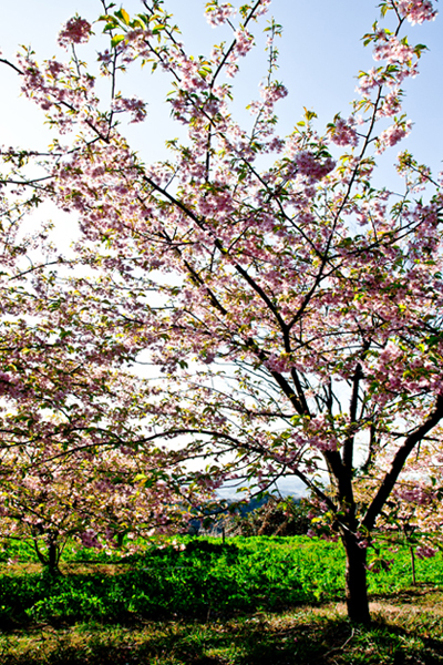 楠と桜。_b0022268_21182397.jpg