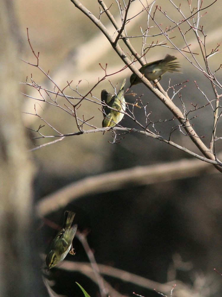 カラフトムシクイ　　弾丸のように飛びまくりでした。　　2011.2.26千葉県_a0146869_23291240.jpg