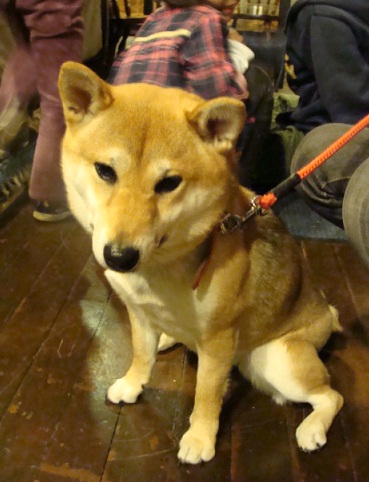 週末のワンコ♪♪_a0195373_132433.jpg