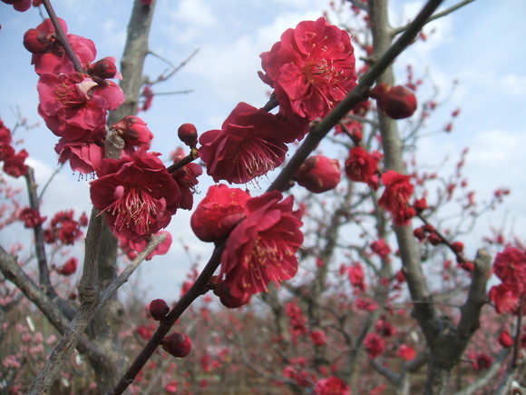 梅の花_f0047576_1432645.jpg