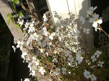 離婚について、その1_a0053480_12101717.jpg