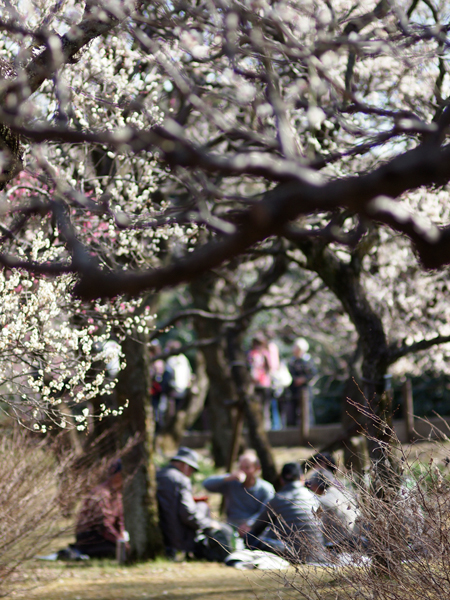 梅の花、おしまい~~。_a0161380_1353774.jpg