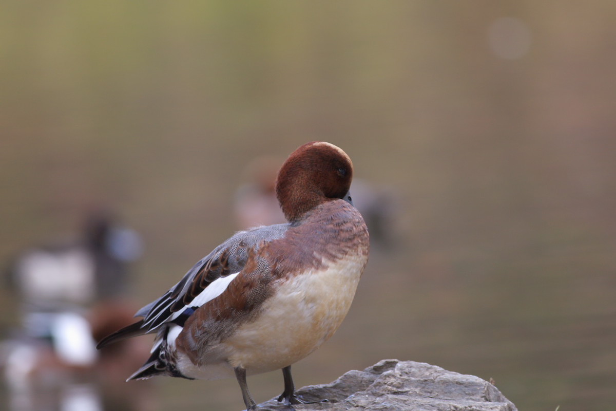 ヒドリガモ（緋鳥鴨）　飛翔_a0083081_1738065.jpg