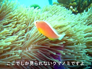船上も水中もVIPな気分♪_f0144385_20432095.jpg