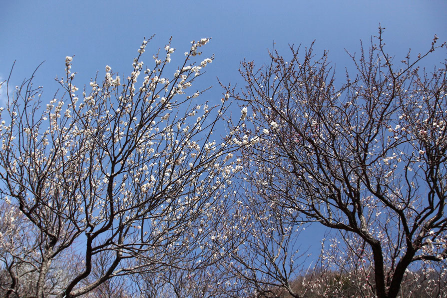 湯河原梅林～散策_e0134814_1743959.jpg