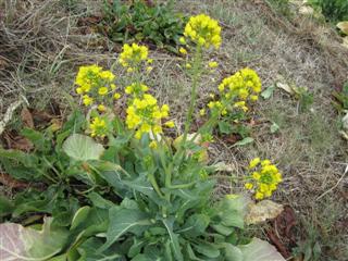 菜の花 からし菜 1102 お金をかけないで遊んでいる おじさんの日記 菜の花 からし菜 1102 お金をかけないで遊んでいる おじさんの日記