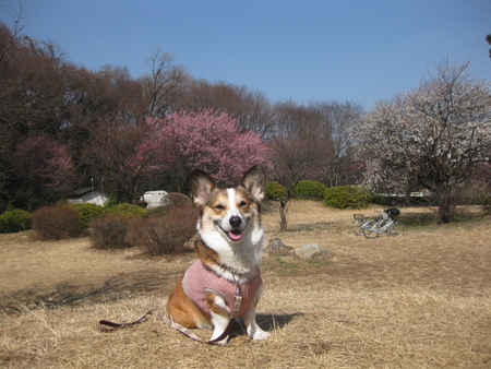梅を見に行ってきました~♪ _f0155118_9481018.jpg