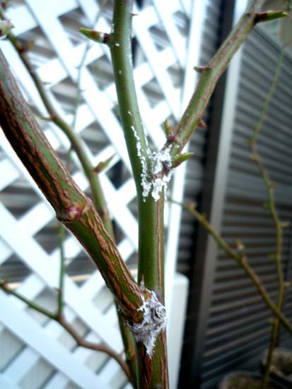 バラの枝に白い粉 バラとオリーブを植えた男