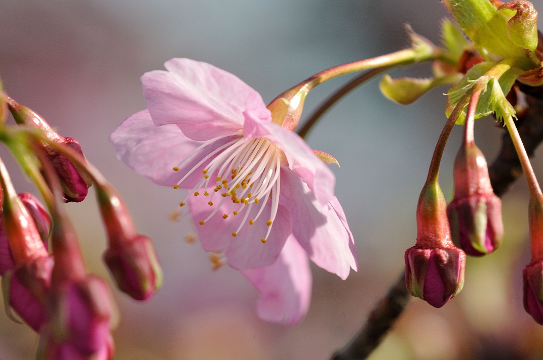 河津桜_c0046520_19363365.jpg