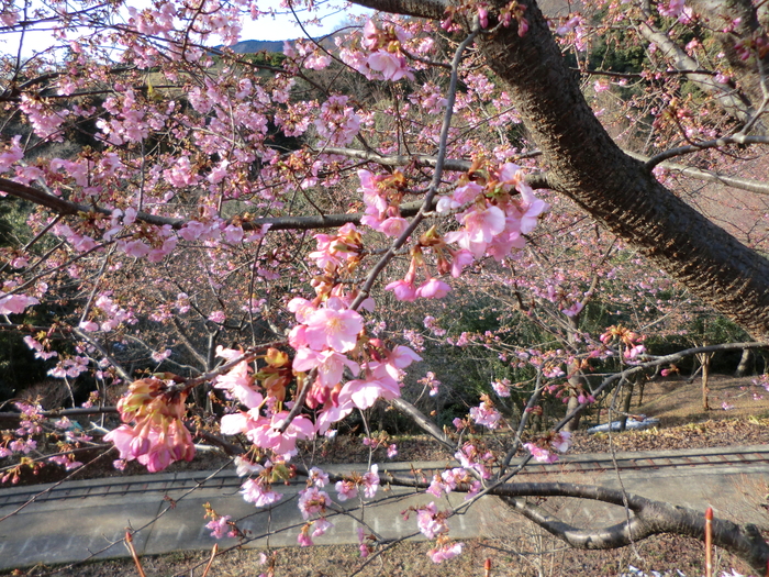 第13回まつだ桜まつり　２月１３日に娘と行って来ました。_b0033423_2245631.jpg