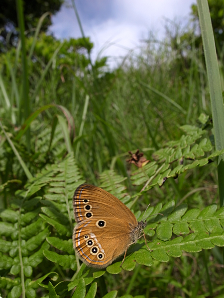 オフシーズン２０１０　中信のヒメヒカゲ_d0054625_1144533.jpg