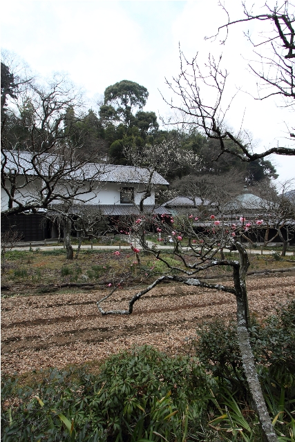 鎌倉散歩　#8 －東慶寺の梅（後編）－_b0169330_1833251.jpg