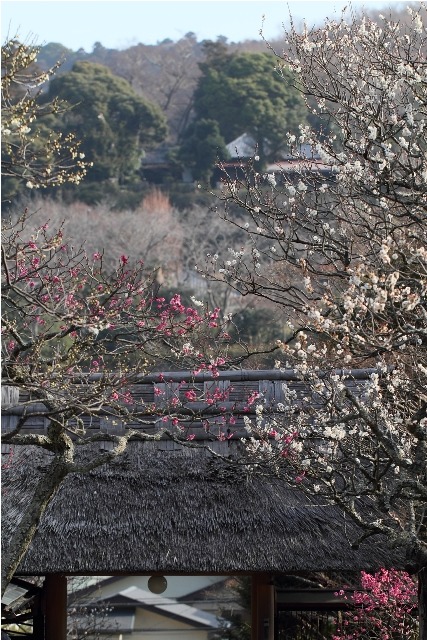 鎌倉散歩　#8 －東慶寺の梅（前編）－_b0169330_1840485.jpg