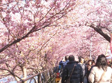 河津桜が見ごろです_d0093936_19173482.jpg