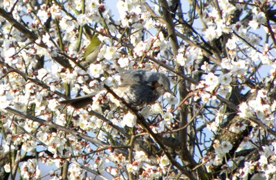 白梅とヒヨドリ Brown-eared Bulbul_f0206939_2233726.jpg