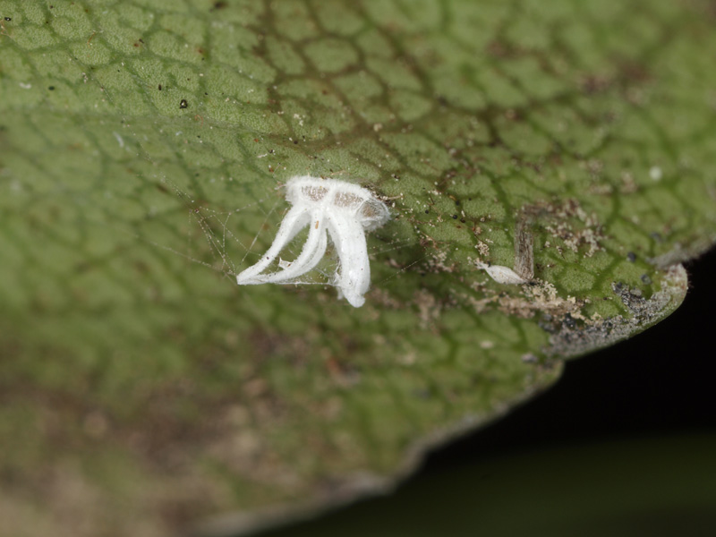 ツバキワタカイガラモドキ オス幼虫 小さき者たちの世界 ツバキワタカイガラモドキ オス幼虫 小さき者たちの世界
