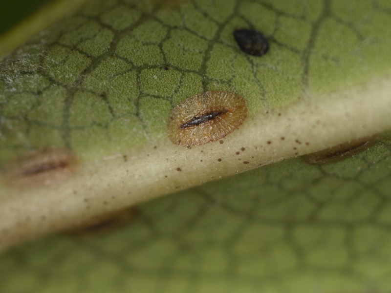 ミカンワタカイガラムシ幼虫 小さき者たちの世界