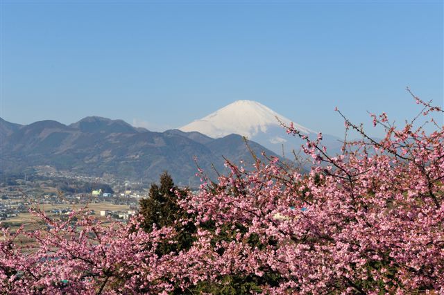 河津桜_c0179654_22324213.jpg