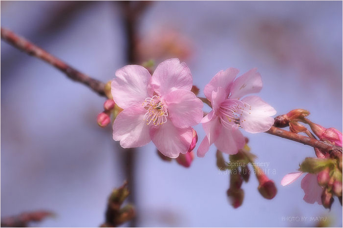 *河津桜*_c0044166_16351351.jpg