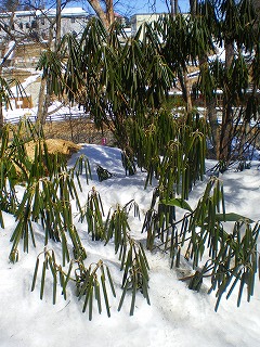 b0056570_1282194.jpg