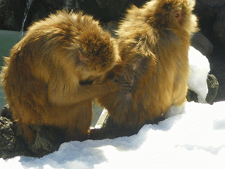 b0056570_1481349.gif