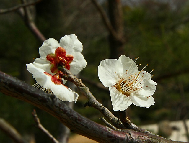 万博公園の梅_c0099371_14391386.jpg