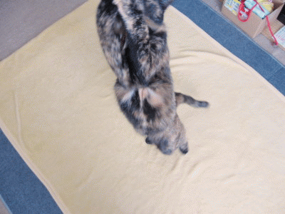 f0091785_20621100.gif