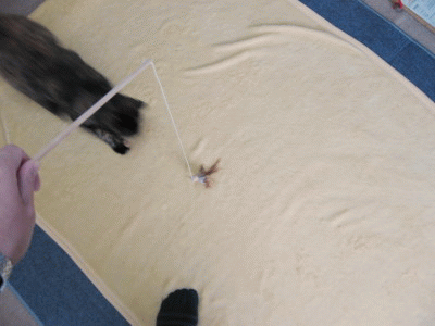 f0091785_2063515.gif