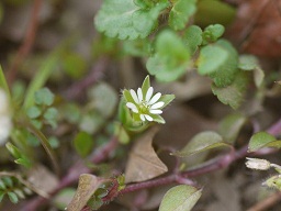 春を探して植物園に、百花園に!! その2 向島百花園_b0175688_17173669.jpg