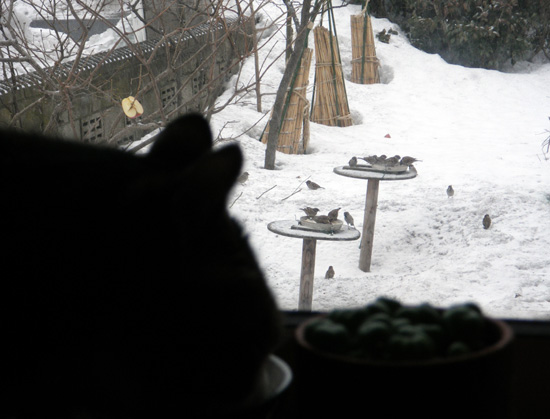 猫と雀と雪解けと_a0136293_16402154.jpg