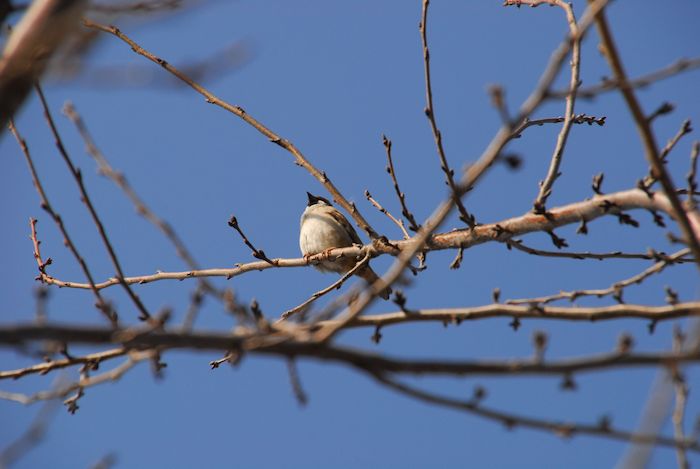 『手賀沼ポタ／鳥見談義』  _a0104495_157477.jpg