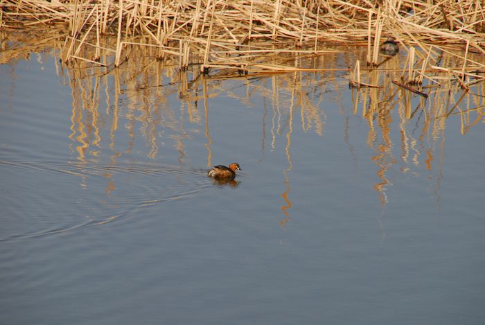 『手賀沼ポタ／鳥見談義』  _a0104495_1584741.jpg